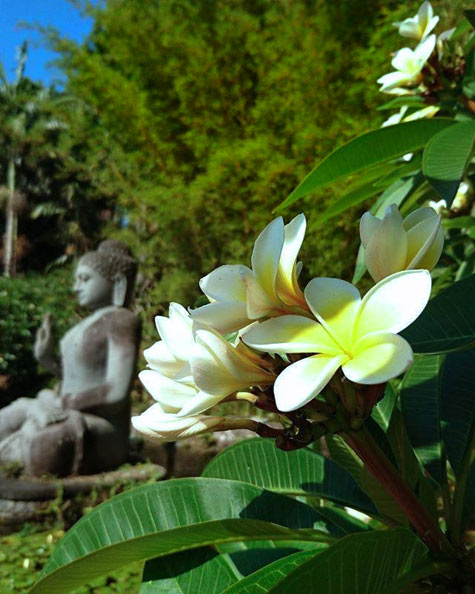 @brad345 Garrden Bubddha statue