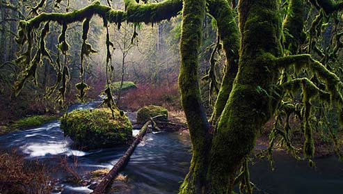 Fingerlings-by-Brian-Matiash-on-500px brian-matiash_fingerlings_brianmatiash