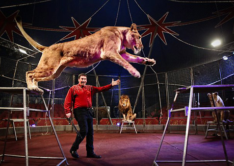 lioness-lennon-bros-circus-477x339 Leaping lioness-Lennon bros circus
