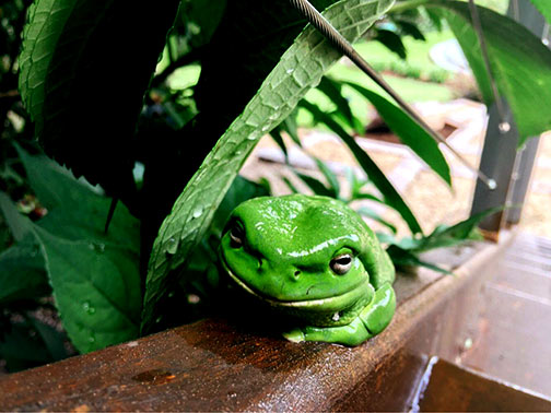 tropical green frog local green frog