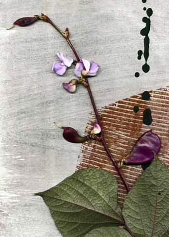 flower-collage-Catherine-White Catherine White _hyacinth_bean collage