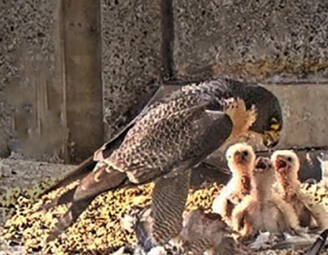 7day-feed--- 7day-feed---