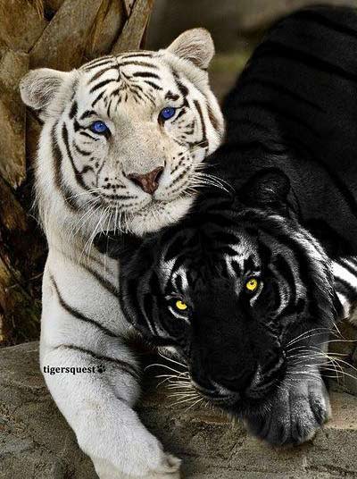 rare black-white-tigers black-white-tigers together