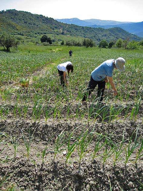 organic-crops-Farm-Fonte-Trocchi abruzzo-organic-farming