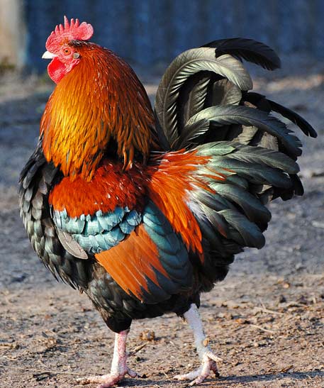 AilsaR-flickr-rooster-photo Colorful rooster in the farmyard by AilsaR-flickr
