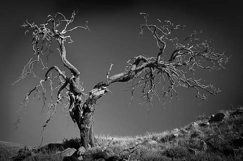 Ancient-sheoak-tree-by-bill-doyle ancient-sheoak-allocasuarina-verticillata-bill-doyle