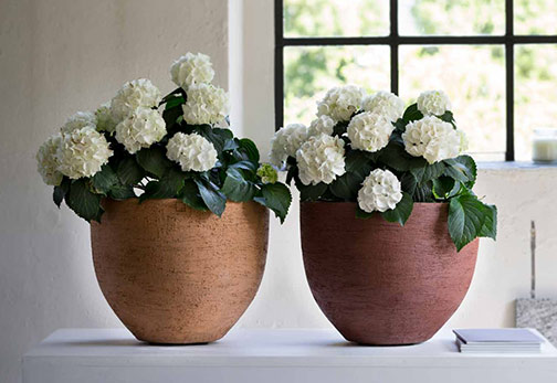 Atelier-Vierkant--flower-pots Atelier-Vierkant--flower-pots with white hydrangeas