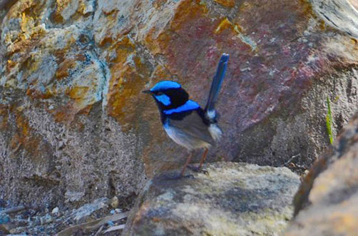 australian-royal-botanic Blue Wren on rocks