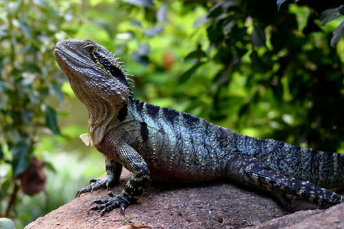 Australian-water-dragon Australian-water-dragon lizard