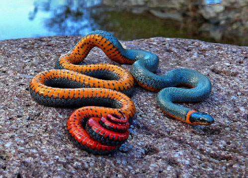 azure-ochre-serpentjpg azure-ochre-serpent.jpg