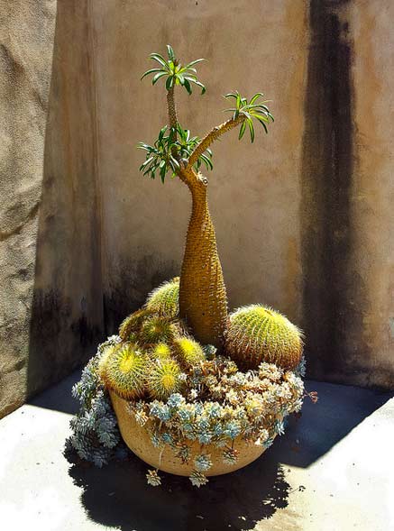 Balboa-Park-Adam Whatley-bonsai Balboa-Park-Adam Whatley - Texasadam flickr