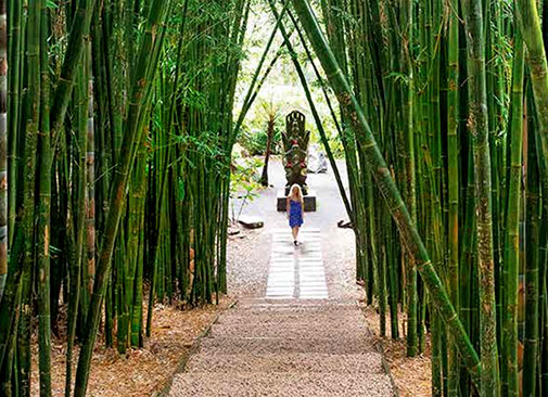 Bamboo-Walk--