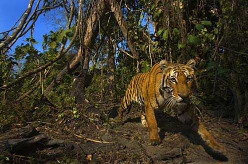 Lost-land-of-the-Tiger bengal-tiger-in-jungle - Lost land of the Tiger, BBC