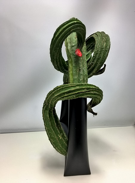 Bitter-melon-and-Chilli-ikebana-Pats-ikebana Bitter-melon-and-Chilli-ikebana-Pats-ikebana