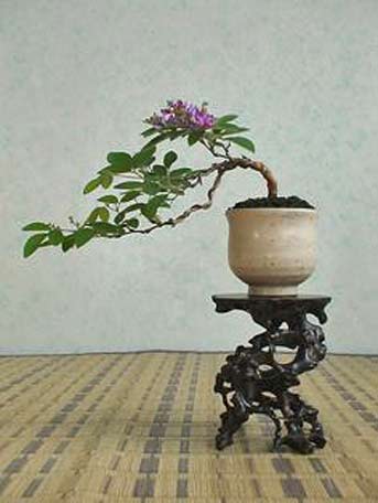 Bonsai-Colonel-Lao-Tsu