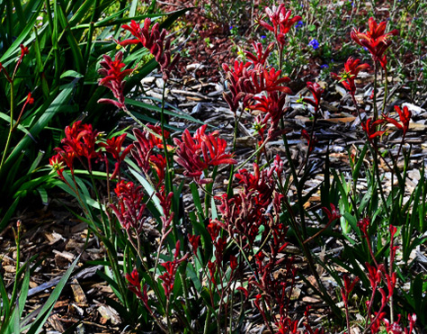 Bush-Ranger-native-Australian-flora Bush-Ranger-(Anigozanthos) red Australian native flowers