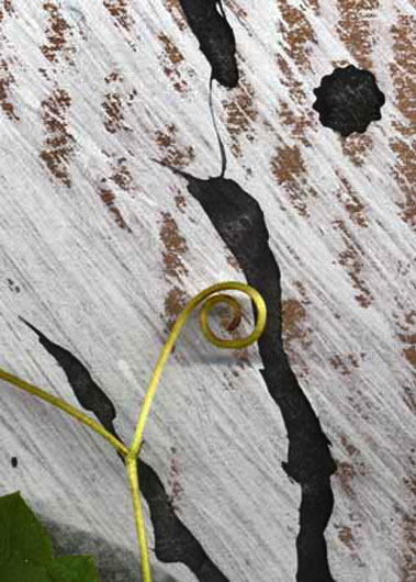 Catherine-White-mixed-media Catherine-White_grape_tendril mix media on paper