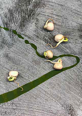 Catherine-White-mixed-media-art Catherine-White_sprouting_peas on hand painted paper