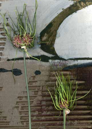 Catherine-White-mixed-media-art Catherine-White_wild_onion on paper mix media