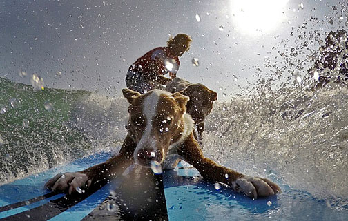 surfing-dogs-Palm-Beach Chris-de-Aboitiz-rides-a-wave-with-his-dogs-Rama-and-Millie-off-Palm-Beach