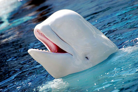 475px-316px-Beluga-white-whale.jpg Beluga-white-whale