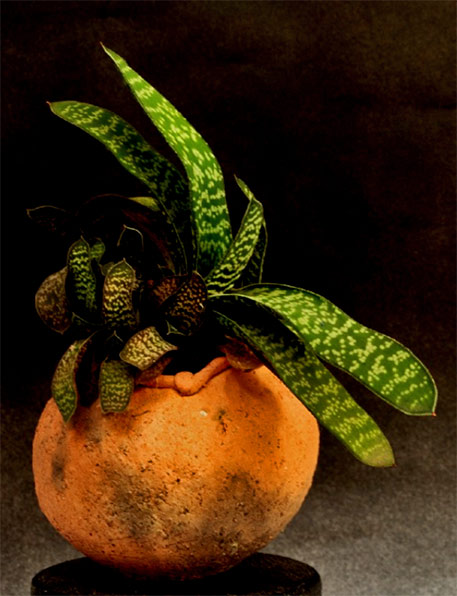 Donve-Branch--terracotta-planter Donve-Branch--terracotta-planter with succulent