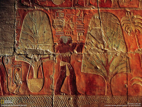 frankincense-trees-relief-475x356 egyptian_transplant frankincense trees planted in the courts of Hatshepsut Deir el Bahari mortuary temple.