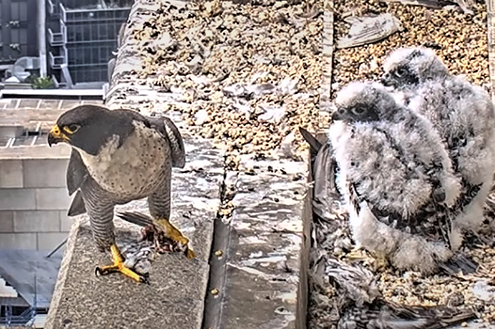 falcon-warning-chicks falcon-warning-chicks