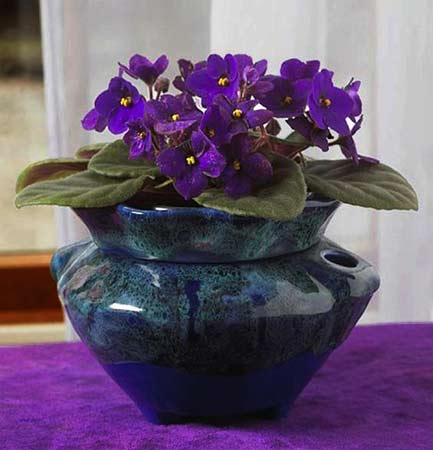 violets-in-pot-feng-shui-for-wealth Blue ceramic planter with violets.