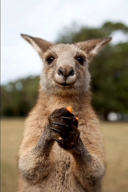 Forester-kangaroo-eating---Adam-Foster Feeding Kangaroo - photo by Adam Foster