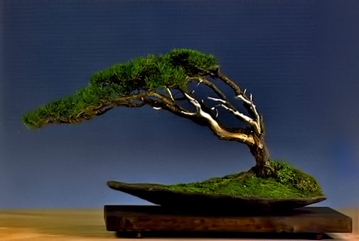 Fukinaga-('From-the-Wind'~ Bonsai (盆栽) Vaclav Novak – Fukinagashi Pinus uncinata 52cm Fukinaga-('From-the-Wind'~ Bonsai ) on wooden base by Vaclav Novak