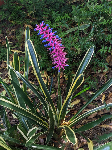 garden-gift garden-gift