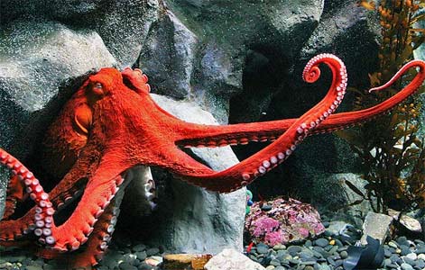 red-octopus-in-ocean giant-octopus