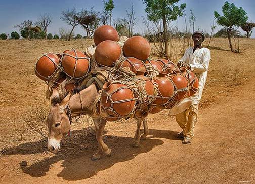 Pottery-Heading-to-the-market Donkey carrying huge load of pots, Africa