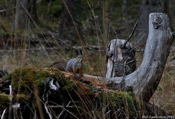 heli-luaksonen-photography heli-luaksonen-photo