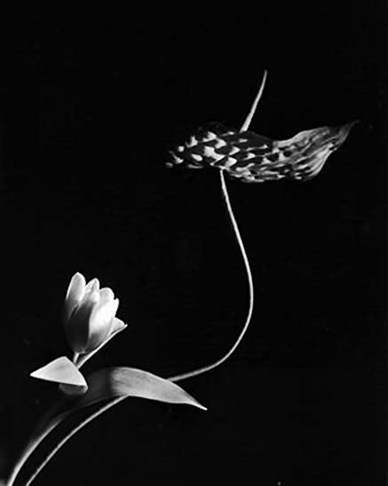 horst-p-horst-kebana-photo Horst_Tulip-with-Anthurium,-Oyster-Bay-NY-1989