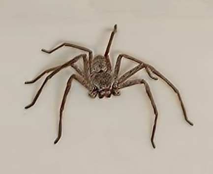 huntsman-spider friendly spider