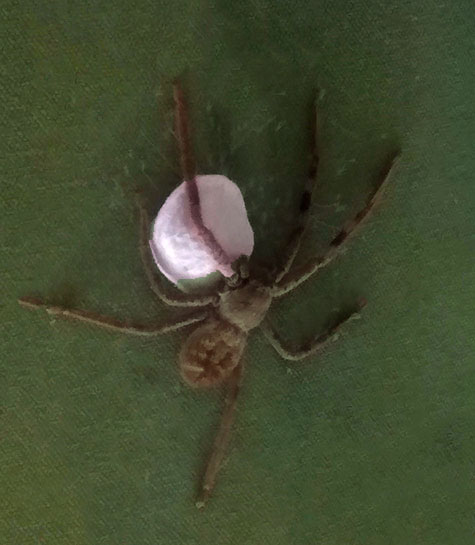 huntswoman huntswoman