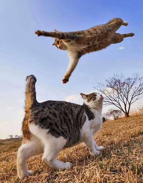 feline-in-flight I-belive-I-can-fly....http://hamusoku.com/
