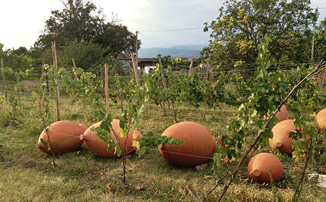 georgian-wine-pots-475x295 Qvevri pots in a Georgian vineyard