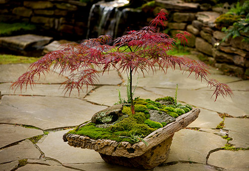 Japanese-Maple_moss-and-stone-gardens Japanese-Red Maple bonsai_moss and stone gardens