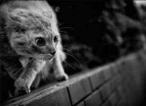 street-cat-Tatsuo-Suzuki Japanese-Street-Photographer-Tatsuo-Suzuki street cat on prowl