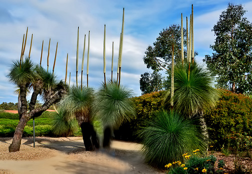 Australia-Garden-flower-spikes Johnsons Grass Trees with their spectacular flower spikes