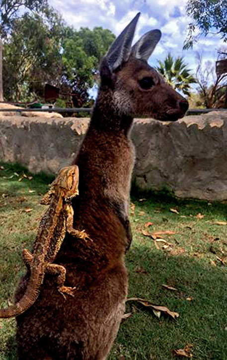 Kangaroo-and-lizard-friends