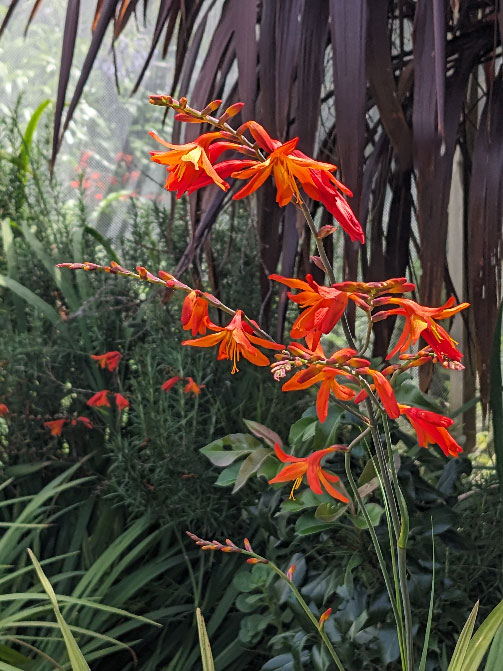 Kangaroo-paw-in-sea-of-rpsmary Kangaroo-paw-in-sea-of-rpsmary
