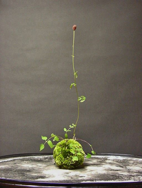 Kokedama-moss-ball Kokedama---Japanese-moss-balls - a Japanese variant of bonsai