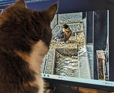 My-cat-watching-falcon My-cat-watching-falcon
