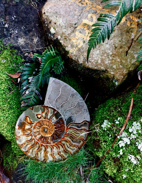Nautilus-fossil Ancient Nautilus fossil