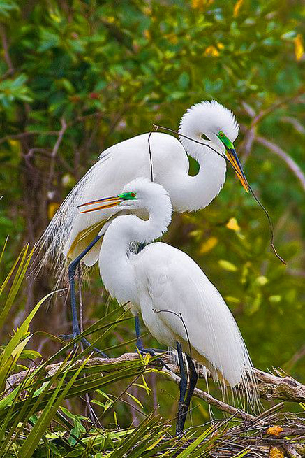 Great-Egrets-by-Guy-Schmickle Nesting-Great-Egrets-by-Guy-Schmickle-on-Flickr