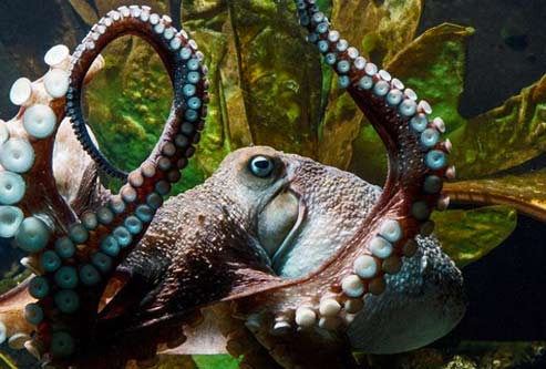 inky-the-octopus-looking-content octopus-escape-NZ